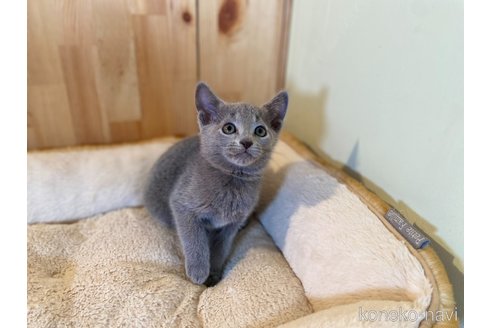 成約済の長野県のロシアンブルー-114150の2枚目