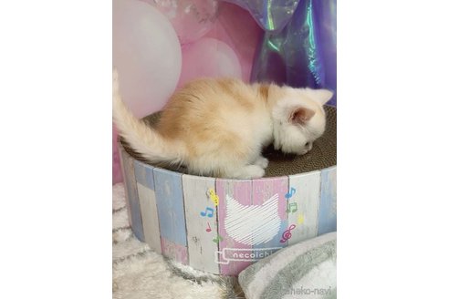 販売中の千葉県のミヌエット-114151の6枚目