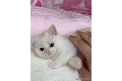 販売中の千葉県のミヌエット-114151の7枚目