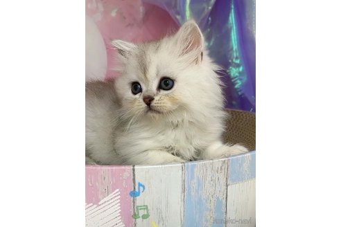 販売中の千葉県のミヌエット-114152の2枚目