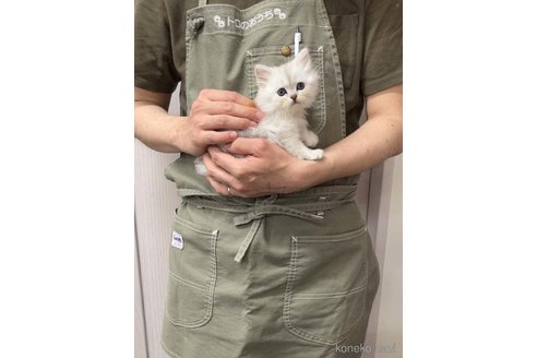 販売中の千葉県のミヌエット-114152の4枚目