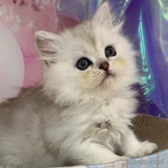 販売中の千葉県のミヌエット-114152の1枚目