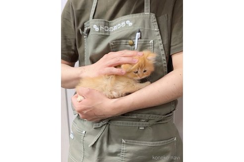販売中の千葉県のミヌエット-114153の10枚目