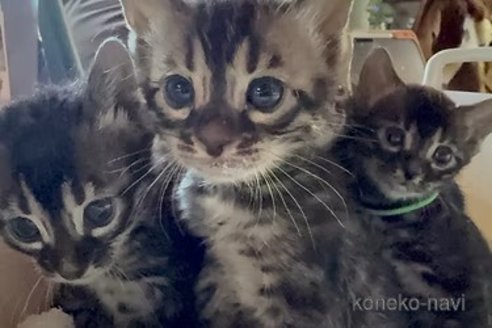 販売中の埼玉県のベンガル-114169の3枚目