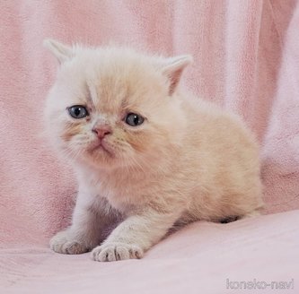 成約済の茨城県のエキゾチックショートヘア-114170の2枚目