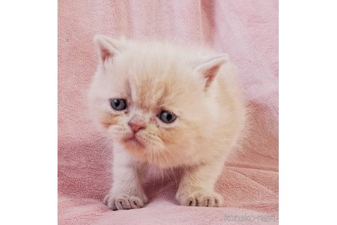 成約済の茨城県のエキゾチックショートヘア-114170の3枚目