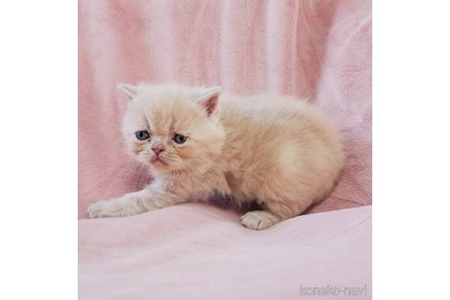 成約済の茨城県のエキゾチックショートヘア-114170の4枚目