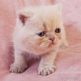 成約済の茨城県のエキゾチックショートヘア-114170の5枚目