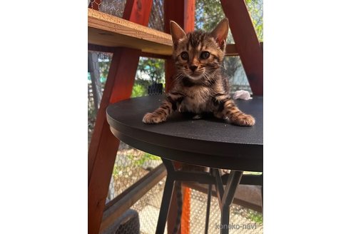 商談中の埼玉県のベンガル-114171の2枚目