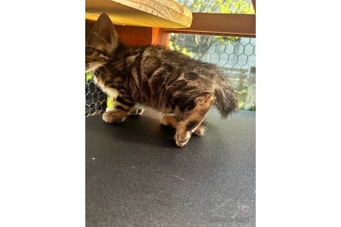 商談中の埼玉県のベンガル-114171の4枚目