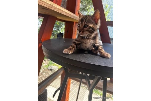 商談中の埼玉県のベンガル-114171の6枚目