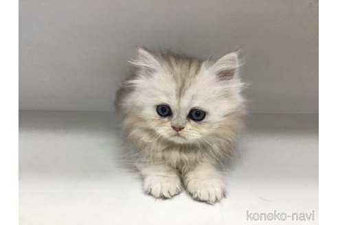 成約済の山形県のペルシャ(チンチラ)-114186の3枚目