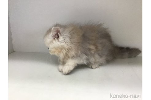 成約済の山形県のペルシャ(チンチラ)-114186の4枚目