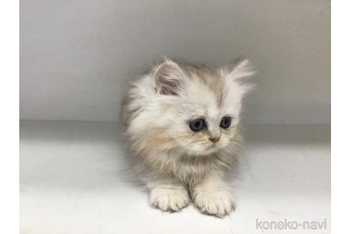 成約済の山形県のペルシャ(チンチラ)-114186の7枚目