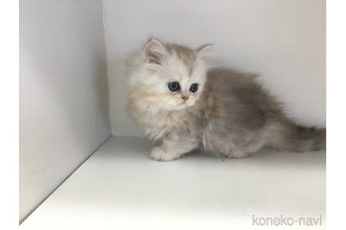 成約済の山形県のペルシャ(チンチラ)-114186の8枚目