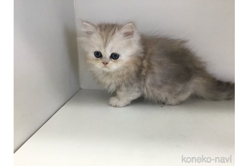 成約済の山形県のペルシャ(チンチラ)-114186の9枚目