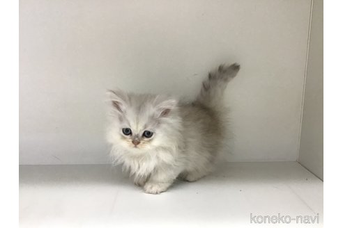 成約済の山形県のペルシャ(チンチラ)-114189の7枚目