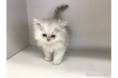成約済の山形県のペルシャ(チンチラ)-114189の8枚目