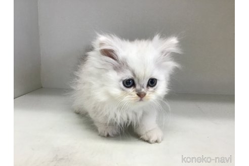 成約済の山形県のペルシャ(チンチラ)-114189の4枚目