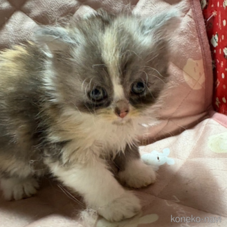 販売中の愛知県のスコティッシュフォールド-114191の1枚目