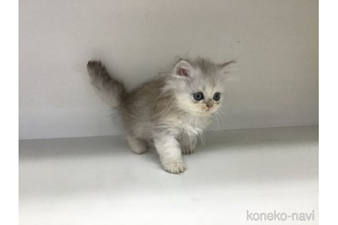 成約済の山形県のペルシャ(チンチラ)-114193の9枚目