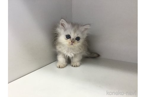 成約済の山形県のペルシャ(チンチラ)-114193の7枚目