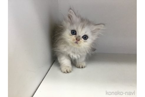 成約済の山形県のペルシャ(チンチラ)-114193の2枚目