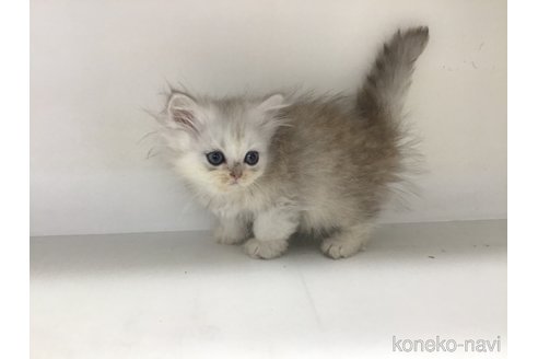 成約済の山形県のペルシャ(チンチラ)-114193の5枚目