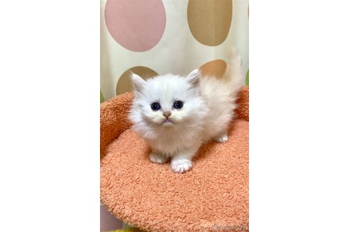 販売中の埼玉県のミヌエット(短足)-112786の2枚目