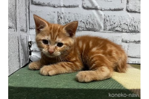 販売中の愛知県のマンチカン-114203の7枚目