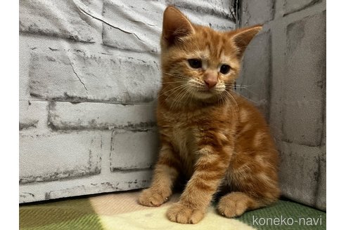販売中の愛知県のマンチカン-114203の8枚目