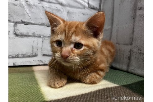 販売中の愛知県のマンチカン-114203の9枚目