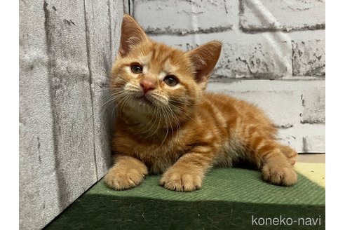 販売中の愛知県のマンチカン-114203の11枚目