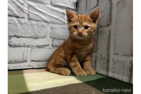 販売中の愛知県のマンチカン-114203の3枚目