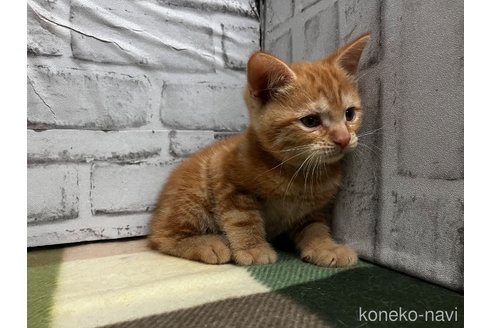 販売中の愛知県のマンチカン-114203の4枚目