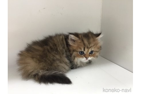 販売中の山形県のペルシャ(チンチラ)-114204の2枚目