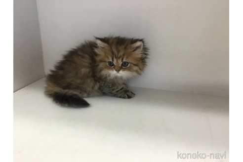 販売中の山形県のペルシャ(チンチラ)-114204の3枚目