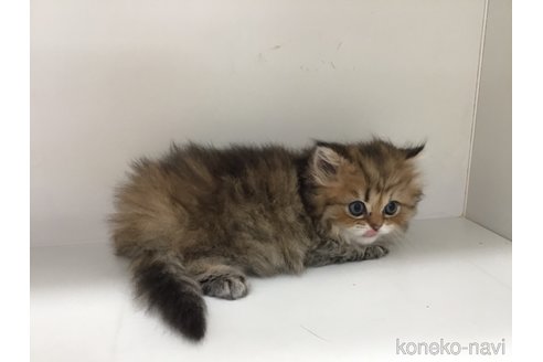 販売中の山形県のペルシャ(チンチラ)-114204の4枚目