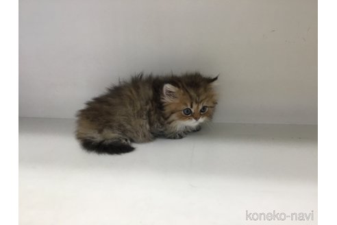 販売中の山形県のペルシャ(チンチラ)-114204の5枚目