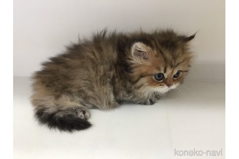 販売中の山形県のペルシャ(チンチラ)-114204の6枚目