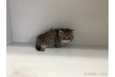 販売中の山形県のペルシャ(チンチラ)-114204の7枚目