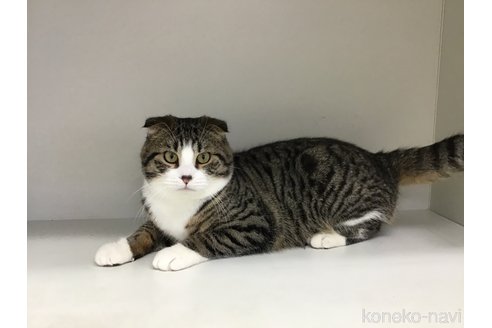 販売中の山形県のスコティッシュフォールド-97900