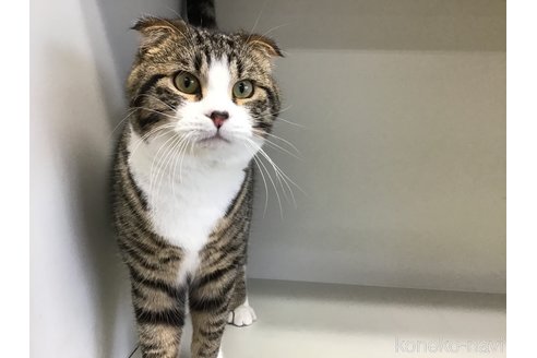 成約済の山形県のスコティッシュフォールド-97900の4枚目