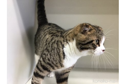 成約済の山形県のスコティッシュフォールド-97900の3枚目