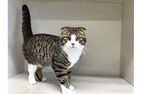 成約済の山形県のスコティッシュフォールド-97900の2枚目
