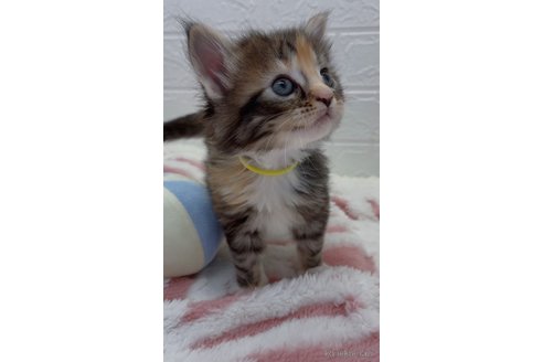 成約済の埼玉県のメインクーン-114205の2枚目