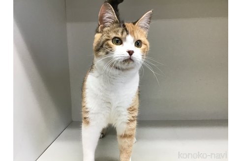 販売中の山形県のスコティッシュフォールド-97923