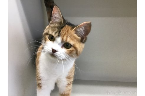 販売中の山形県のスコティッシュフォールド-97923の5枚目