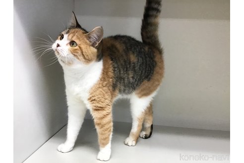 販売中の山形県のスコティッシュフォールド-97923の3枚目