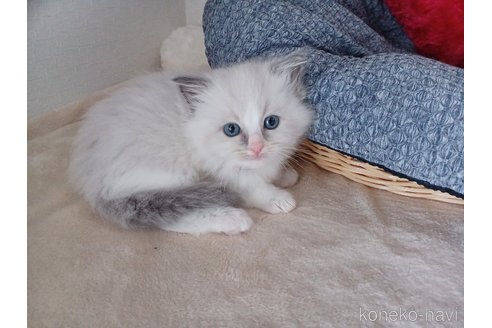 販売中の東京都のラグドール-114209の4枚目